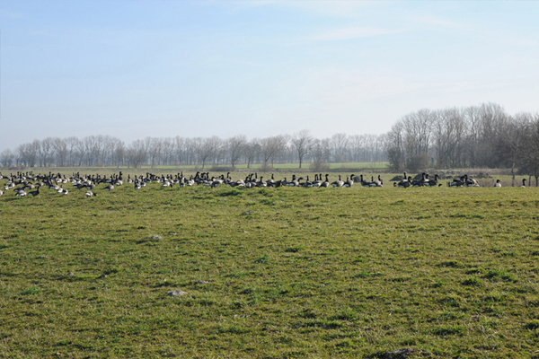 Greetsiel und Umgebung