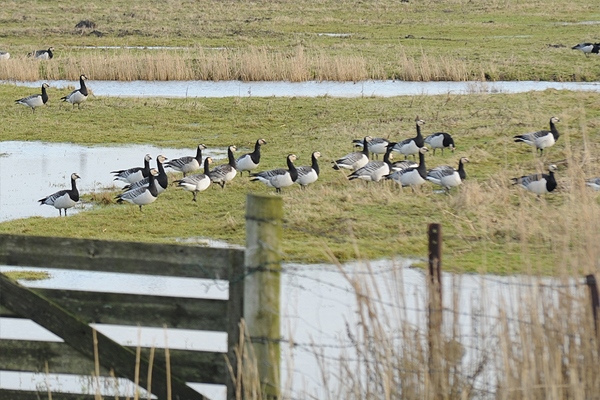 Greetsiel und Umgebung